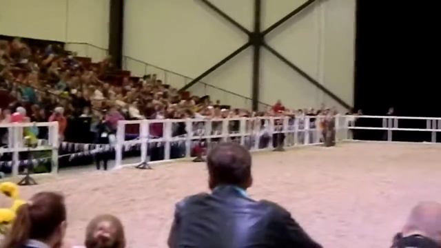 ИППОСФЕРА'17 владимирский жеребец Вояж Марии Доманиной смотреть онлайн