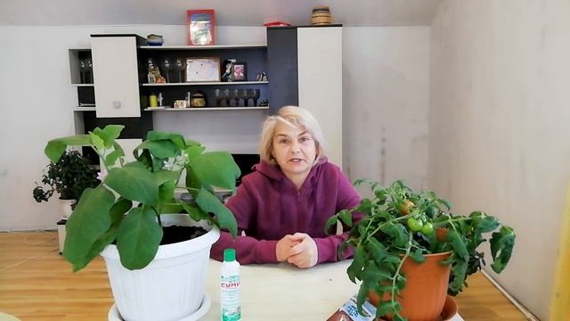 "Золотая рыбка народный" супер сорт! смотреть онлайн