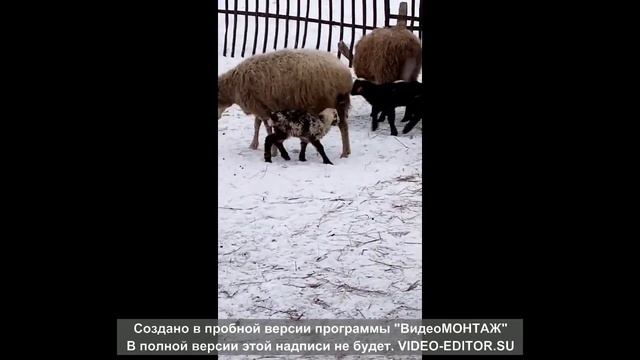 Бараны часть 1/жизнь в деревне смотреть онлайн