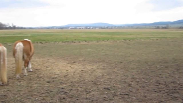 Haflinger Horses in Tiefenort, Germany (HD) смотреть онлайн