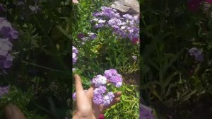 Такие разные флоксы! плюсы и минусы однолетних Друммонда и многолетних метельчатых флоксов