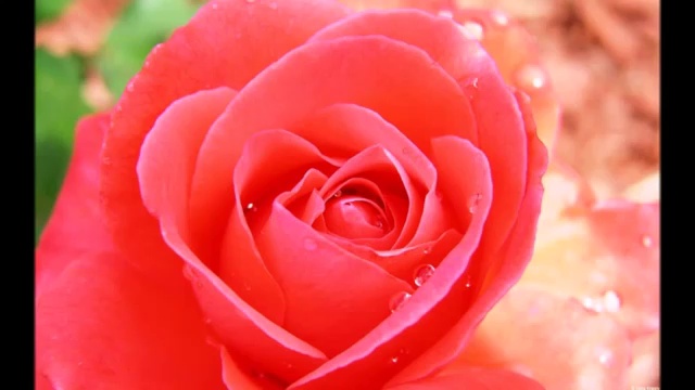 Альбом-релакс нежных признаний 15-ть песен в цветочном оформлении смотреть онлайн