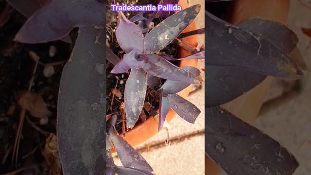 Plantas. Ojo con comer la "Tradescantia Pallida"