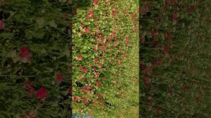 Тысячелистник красный