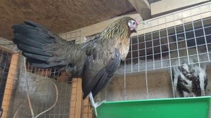 Куры Феникс.