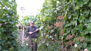 Уход за растениями.Внекорневая подкормка винограда золой.Древесная зола для растений.