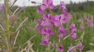 Приготовление Иван чая в домашних условиях