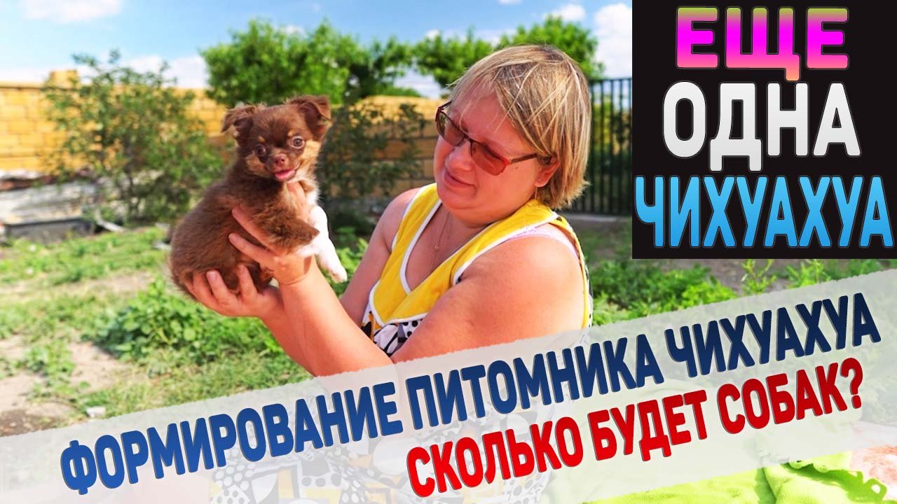 У нас новая чихуахуа! Сколько всего будет собак в питомнике чихуахуа?