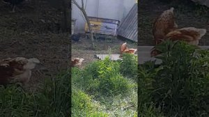 Утки Муларды и голубой фаворит .