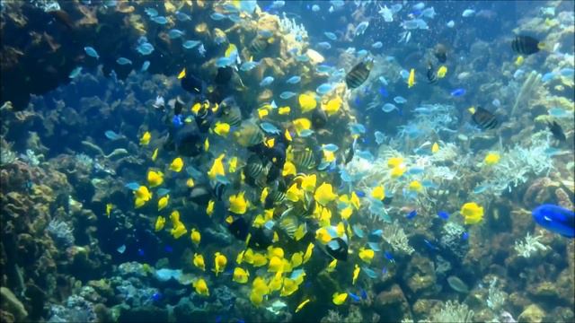 Feeding Ocean Nutrition Marine Pellets in 300 000 liter Reef Aquarium