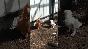 Голуби бухарские