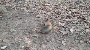 Вход в парк со стороны Новой Трехгорки