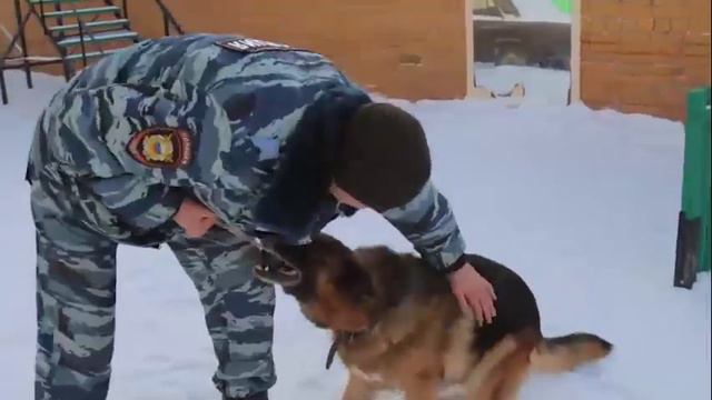 В Тюмени собаку отправили на пенсию смотреть онлайн