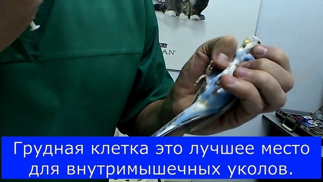 Лечение птиц. Как правильно делать внутримышечные уколы волнистым попугаям..mp4