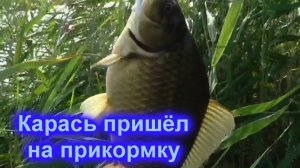 Карась на поплавок.  Прикормка работает. Удачный рецепт.