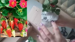 Отзыв Агро-маркет. Клубника ампельная с розовыми цветочками!