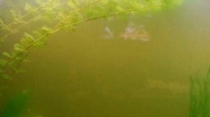 МУТНАЯ ВОДА В АКВАРИУМЕ. ПРИЧИНЫ И УСТРАНЕНИЕ