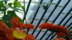 тропические бабочки.3gp