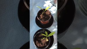 Укоренил веточки лимонов и мандарина из магазина