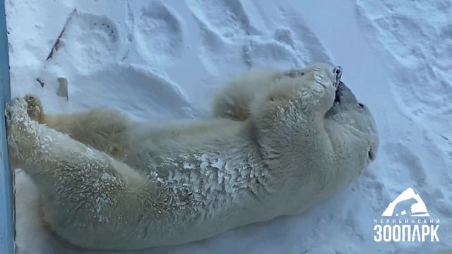 Сюрприз для Сени и Айриши..Челябинский зоопарк...A surprise for Senya and Irisha.. Chelyabinsk Zoo. смотреть онлайн