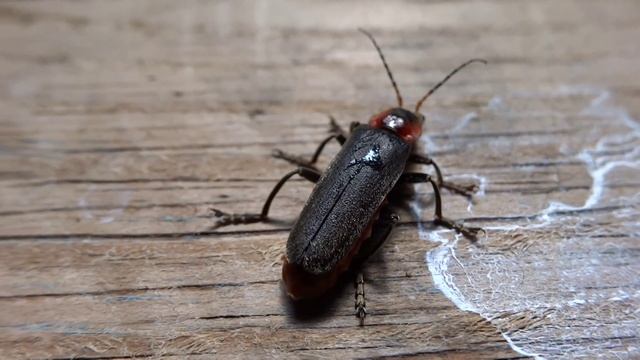 Жук-пожарник или мягкотелка красноногая смотреть онлайн