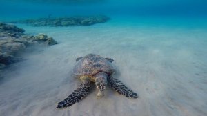 Черепахи в бухте Макади Бей, Красное море, Египет / Turtles in Makadi Bay, Red Sea, Egypt