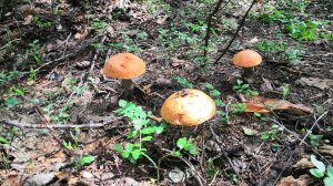 Три подосиновика. Видео от 20 июля 2023 года