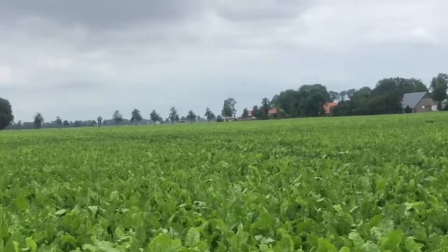 Работа в поле, Нидерланды.