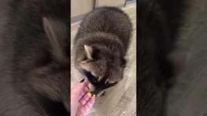 Звуки Енота