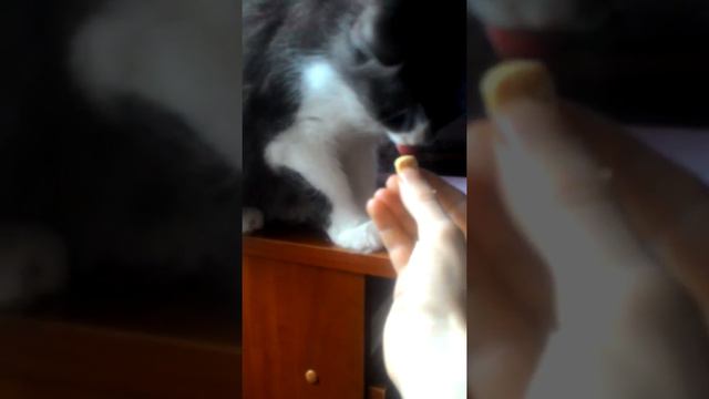 Кошка ест шоколад смотреть онлайн