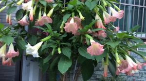 Brugmansia versicolor “Angel Trumpet" Flowers^^