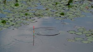 Поклевки на Поплавочную удочку, Подводная съемка. Рыбалка на Озере. Fishing angeln la pesca câu cá