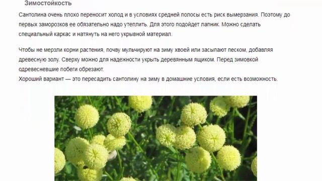 Сантолина.  Красивые растения для дома и сада.