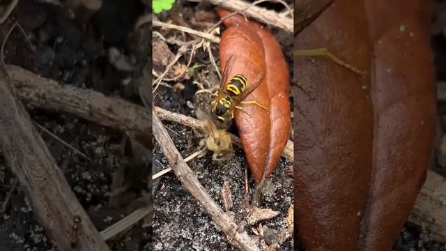 Клещ на осах, прислал друг любитель смотреть онлайн