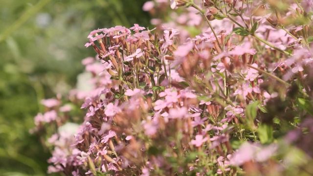 Декоративный огород смотреть онлайн