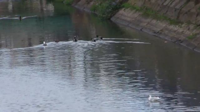 Сытное место Керчи.Речка Источник Ангела.Дикие утки-чайки и мусор. смотреть онлайн