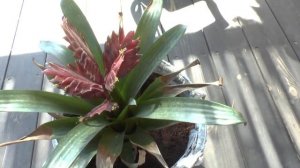 Vriesea - grow & care, great houseplant