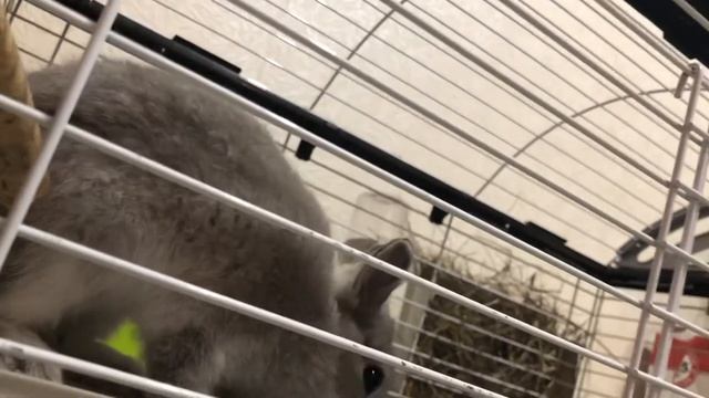 Кролик грызёт клетку #нидерландский кролик