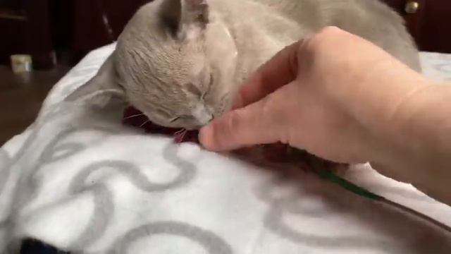 Aldis Burma - Blue смотреть онлайн