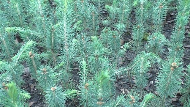 Ель голубая 3-х летка Сезон осень 2020 года (Обзор) питомник Хвойный дворик смотреть онлайн