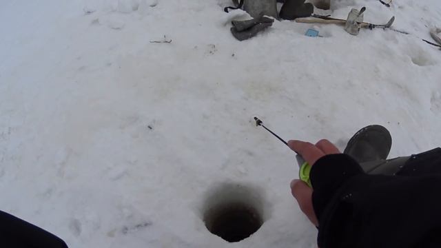 Они рвут леску и ломают крючки. Дикий жор окуня. смотреть онлайн