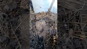 Обрезка гортензии весной