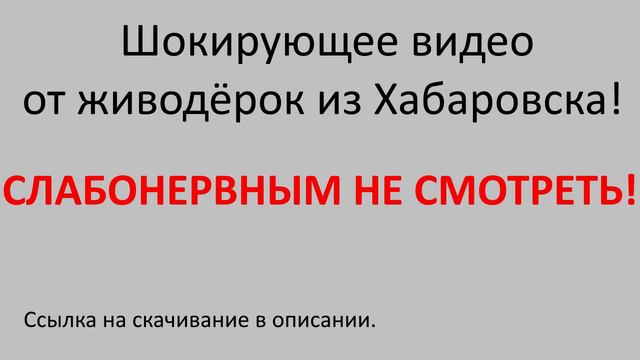 ШОК!!! ЖЕСТОКОЕ ВИДЕО ОТ ЖИВОДЁРОК ИЗ ХАБАРОВСКА!!! ТАКОГО ВЫ ЕЩЁ НЕ ВИДЕЛИ!