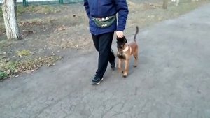 ЩЕНОК МАЛИНУА ПОШАГОВАЯ ИНСТРУКЦИЯ К КОМАНДЕ РЯДОМ РАЗВОРОТ В ДВИЖЕНИИ