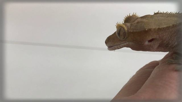 Реснитчатый бананоед - геккон