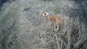 ОСОБЕННОСТИ ПОРОДЫ АМСТАФФ\\О ПОРОДЕ АМЕРИКАНСКИЙ СТАФФОРДШИРСКИЙ ТЕРЬЕР (СТАФФОРД)