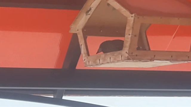 Наглый воробей обосновался в кормушке другим птицам не даёт покушать..... караул..... смотреть онлайн