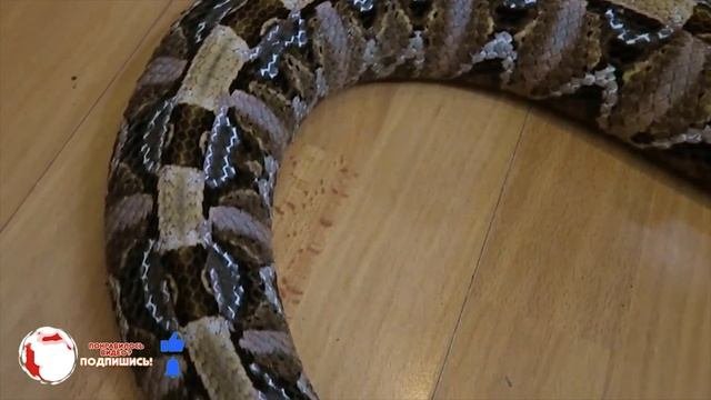 Королева гадюк.Габонская гадюка или Кассава.