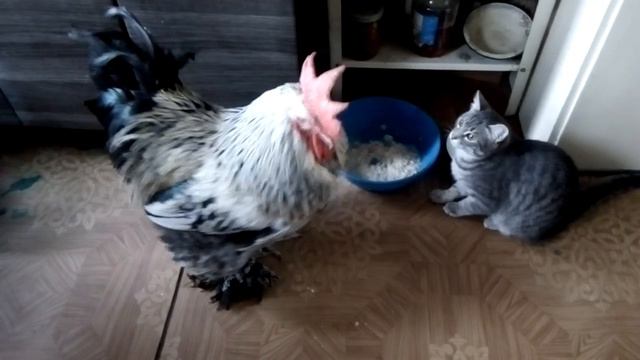 Петух Брама в гостях у кошек смотреть онлайн