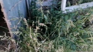 ИНДОУТКА и 46 ИНДОУТЯТ / Маленькие и большие утята / Выпустил индоутят на улицу / Теленок